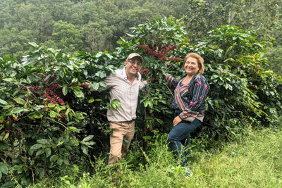Another Coffee Harvest Begins - January 2024 Coffee News