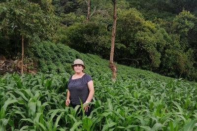 Corn and Beans - August 2023 Coffee News
