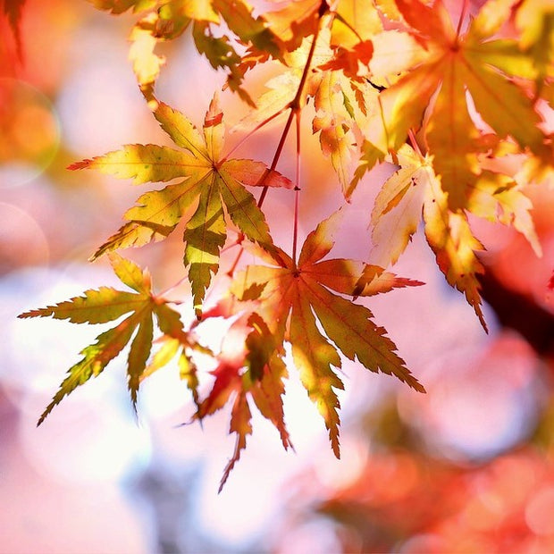 Velasquez Family Coffee Maple Almond Scone flavored coffee  image of fall yellow and red maple leaves