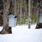 Maple Syrup trees with tin buckets colleting maple syrup in early spring